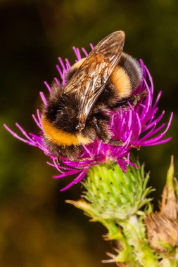 Pembe devedikeni çiçeğinin üzerinde yaban arısı. Çiçekteki büyük sarı yaban arısı
