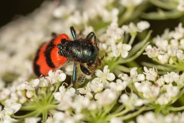 Macro Scarabeo Rosso Nero Trichodes Apiarius Fiore Bianco Visto Profilo — Foto Stock