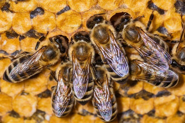 Las Abejas Panal Las Abejas Colmena — Foto de Stock