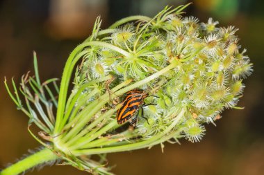 Çizgili böcek ya da Minstrel böcek, Graphosoma lineatum. Yaprağın üzerinde Pentatomidae Kokulu Böceği familyasından bir kalkan böceği türü..
