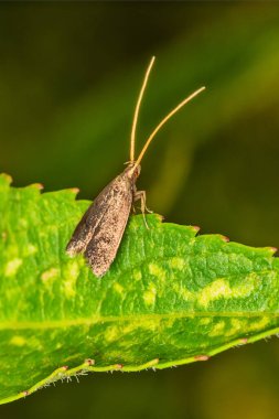 Kahverengi güveye yakın çekim. Yaprağın üzerindeki güve.