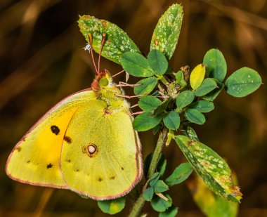 Colias hyale (soluk bulutlu sarı), Pieridae familyasından Avrupa 'nın büyük bölümünde ve Palearctic bölgesinin büyük bir kısmında bulunan bir kelebek türü..