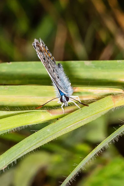 常见的蓝色蝴蝶是荔枝科和多毛蝴蝶亚科的蝴蝶 — 图库照片