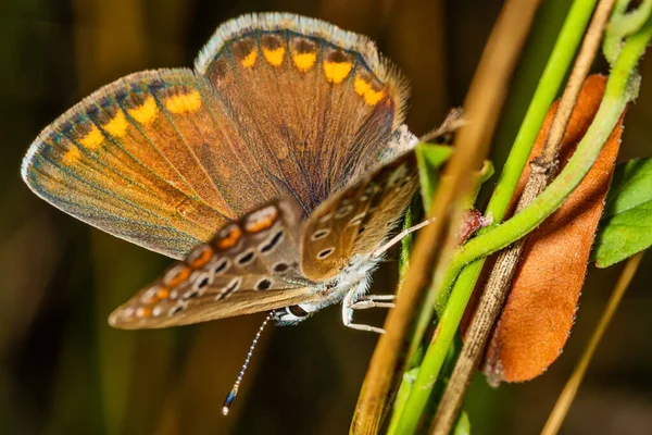 褐色的辩论 Lat Aricia Agestis 是石榴科的蝴蝶 — 图库照片