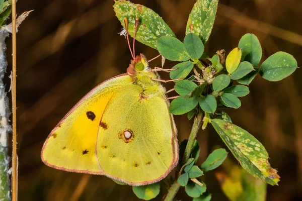 Colias hyale, the pale clouded yellow, is a butterfly of the family Pieridae, (also known as the yellows and whites) which is found in most of Europe and large parts of the Palearctic.