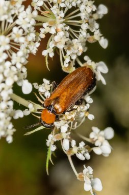 Latince Oenas crassicornis. Doğal ortamdaki oenas crassicornis böceği