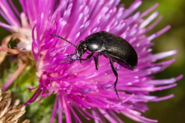 Pembe devedikeni çiçeğinin üzerindeki siyah böcek. Podonta Sp. Alleculinae ailesinden..