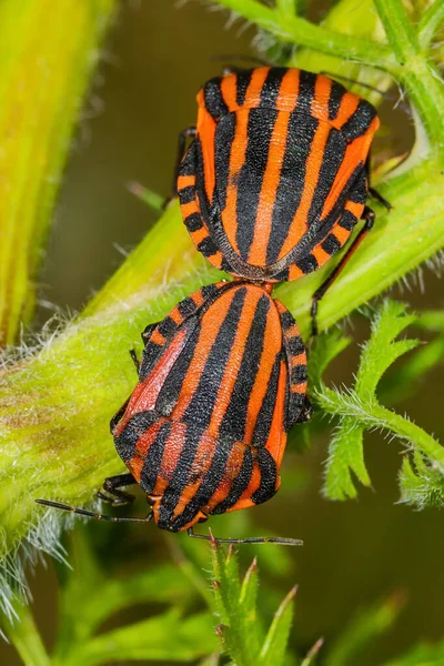 Mating insects. Summer time on a Field: Striped shield bug (Graphosoma lineatum) mating