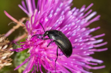 Pembe devedikeni çiçeğinin üzerindeki siyah böcek. Podonta Sp. Alleculinae ailesinden..