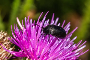 Pembe devedikeni çiçeğinin üzerindeki siyah böcek. Podonta Sp. Alleculinae ailesinden..