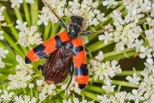 プロフィールに見られる白い花に赤と黒のビートル Trichodes Apiarius のマクロ 明るい蜂の甲虫 英語版 Trichodes Aparius 甲虫は羽を広げ — ストック写真