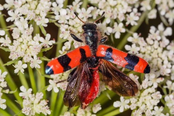 プロフィールに見られる白い花に赤と黒のビートル Trichodes Apiarius のマクロ 明るい蜂の甲虫 英語版 Trichodes Aparius 甲虫は羽を広げ — ストック写真