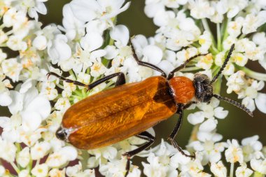 Latince Oenas crassicornis. Doğal ortamdaki oenas crassicornis böceği