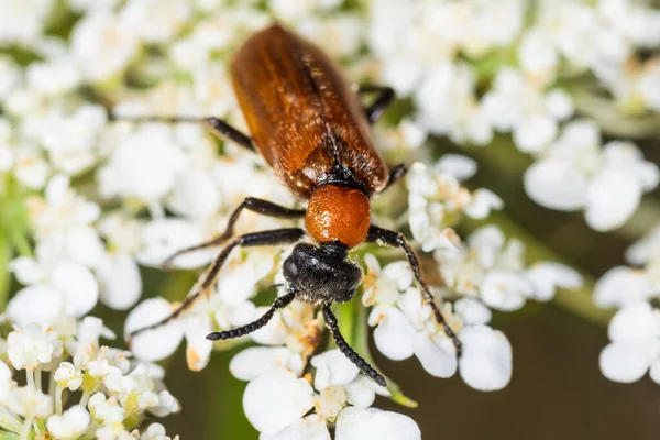 ラテン語でOenas Crassicornisという名前で昆虫 自然の生息地でOenas Crassicornisカブトムシ — ストック写真