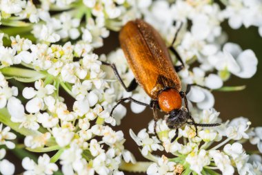 Latince Oenas crassicornis. Doğal ortamdaki oenas crassicornis böceği