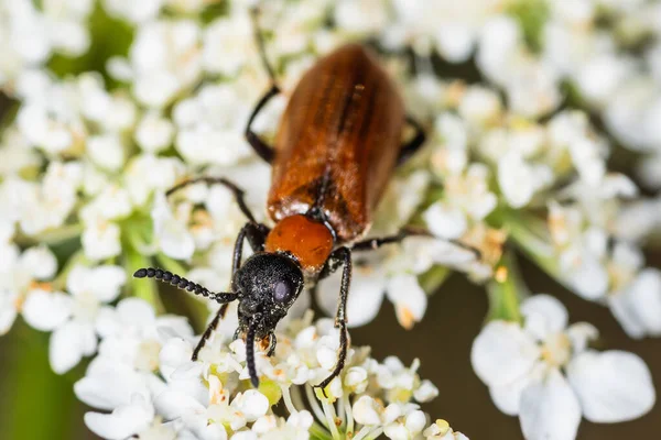 ラテン語でOenas Crassicornisという名前で昆虫 自然の生息地でOenas Crassicornisカブトムシ — ストック写真