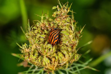 Çizgili böcek ya da Minstrel böcek, Graphosoma lineatum. Yaprağın üzerinde Pentatomidae Kokulu Böceği familyasından bir kalkan böceği türü..