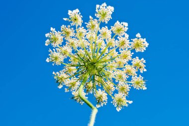 Konyum makulatum, baldıran otu ya da zehirli baldıran otu. Bu son derece zehirli bitkinin küçük beyaz tonlamaları.