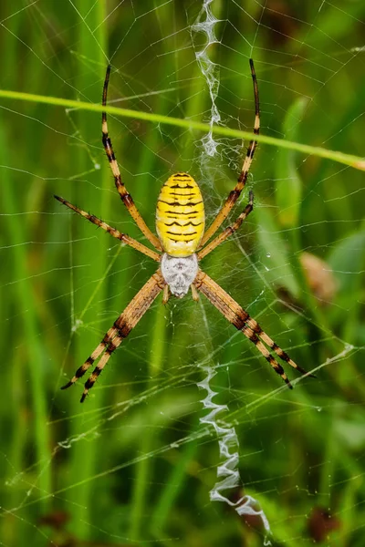 Araña Avispa Argiope Bruennichi Web Raya Negra Amarilla Argiope Bruennichi —  Fotos de Stock