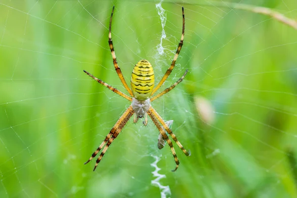 Spider Vespa Argiope Bruennichi Sul Web Striscia Nera Gialla Argiope — Foto Stock