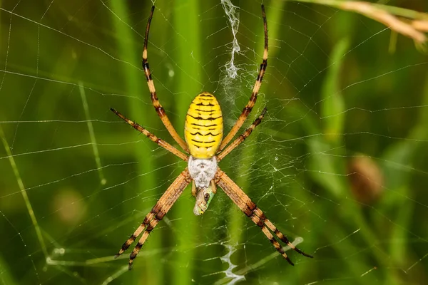 Spider Vespa Argiope Bruennichi Sul Web Striscia Nera Gialla Argiope — Foto Stock