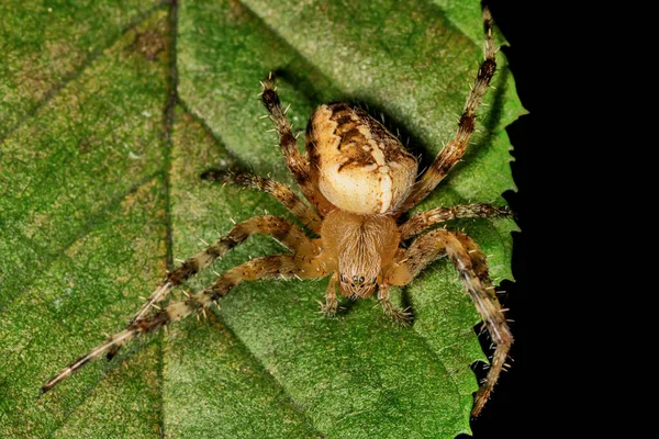 Araña Una Hoja Araña Cruzada Jardín Araneus Diadematus —  Fotos de Stock