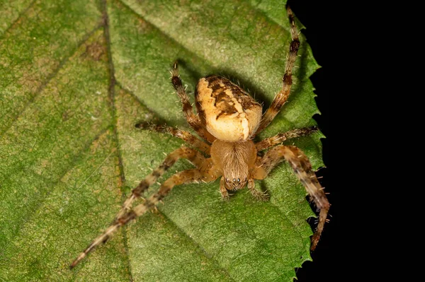 Yaprağın Üzerindeki Örümcek Bahçe Çapraz Örümceği Araneus Diadematus — Stok fotoğraf