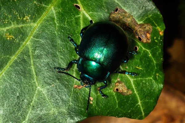 多色甲虫 Chrysolina Olivieri 靠近叶子上的甲壳虫 — 图库照片