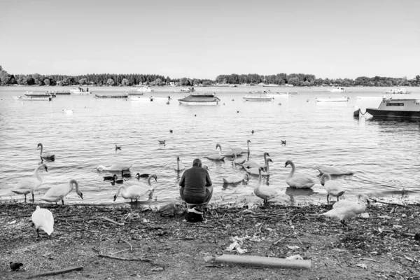 Belgrado Serbia Agosto 2020 Hombre Alimenta Cisnes Aves Orillas Del — Foto de Stock