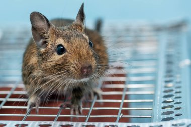 Küçük şirin gri fare Degu yakın plan. Ev hayatı için egzotik bir hayvan. Genel degu, Şili 'den gelen küçük bir histrikomorfin kemirgenidir.. 