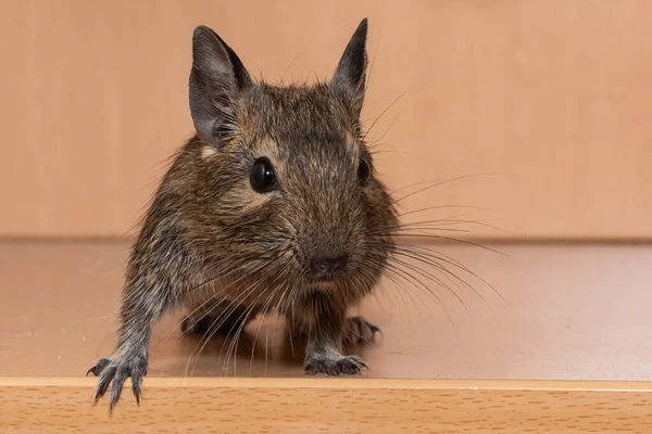 Petite Souris Grise Mignonne Degu Gros Plan Animal Exotique Pour — Photo