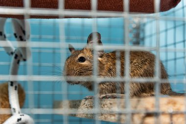 Küçük şirin gri fare Degu yakın plan. Genel degu, Şili 'den gelen küçük bir histrikomorfin kemirgenidir. Degu kafeste tutsak.