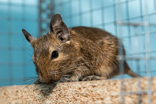 Petite Souris Grise Mignonne Degu Gros Plan Degu Commun Est — Photo