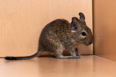 Küçük şirin gri fare Degu yakın plan. Ev hayatı için egzotik bir hayvan. Genel degu, Şili 'den gelen küçük bir histrikomorfin kemirgenidir.. 