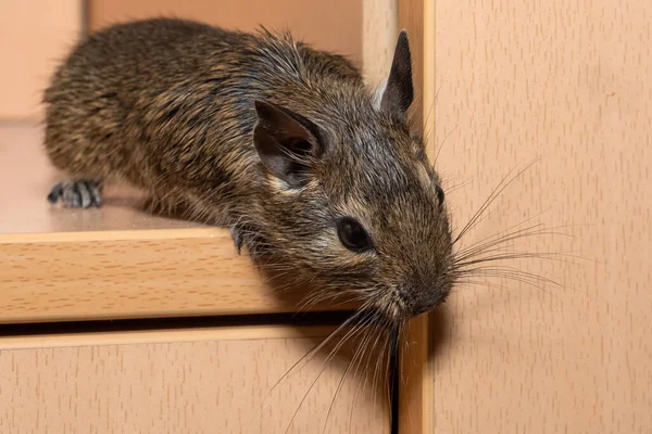 少しかわいい灰色のマウスDeguクローズアップ 国内生活のためのエキゾチックな動物 共通度はチリ原産の小さなヒストリホルマのげっ歯類である — ストック写真