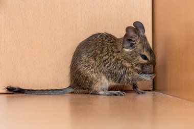 Küçük şirin gri fare Degu yakın plan. Ev hayatı için egzotik bir hayvan. Genel degu, Şili 'den gelen küçük bir histrikomorfin kemirgenidir.. 