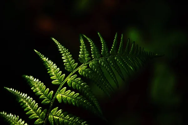 森の中のシダの葉 — ストック写真
