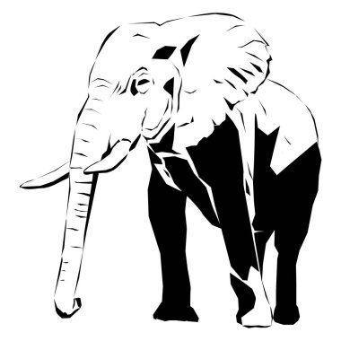 Dişleri ile büyük bir Afrika fili