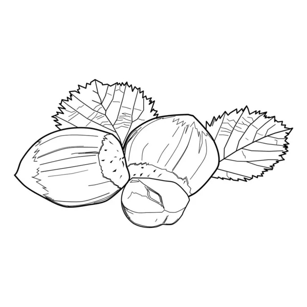 Avellanas Con Hojas Nueces Alimentos Ilustraciones Planta Ilustraciones Botánica Ilustraciones — Vector de stock