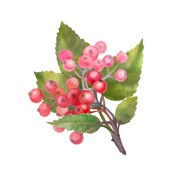 Ręcznie rysowane akwarela Las czerwone jagody — Zdjęcie stockowe