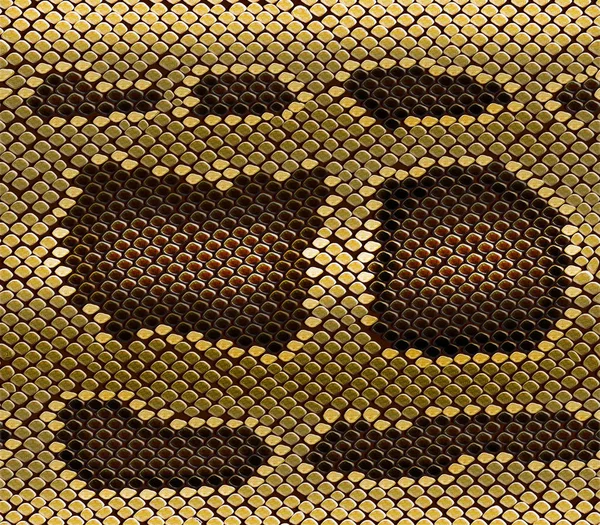 Snake scales, python skin, pattern. Natural texture — Stock Photo, Image