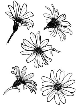 Farklı açılarda papatya çiçek seti. Grafik, kontur, siyah beyaz görüntü. Cape Papatya, osteospermum