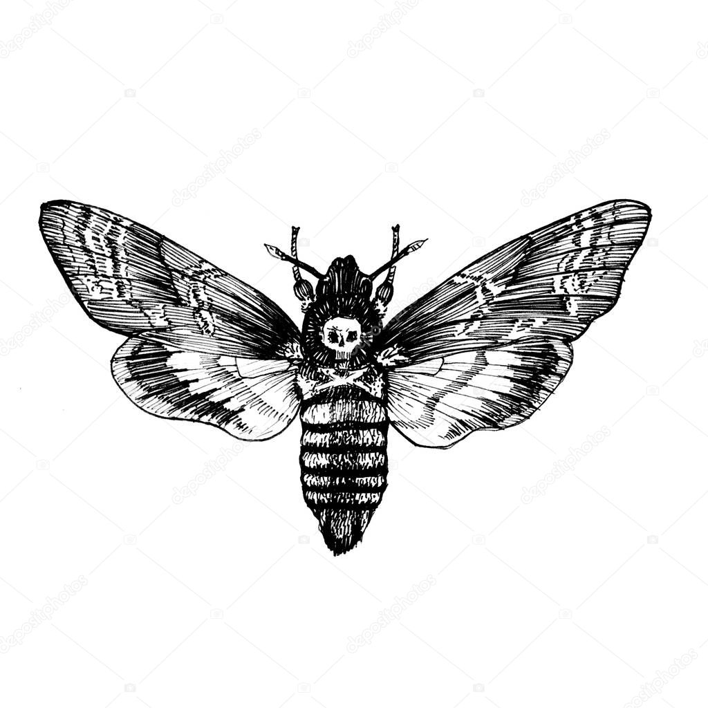 Butterfly Acherontia atropos , dead head, adam's head. Black and white graphics handmade.