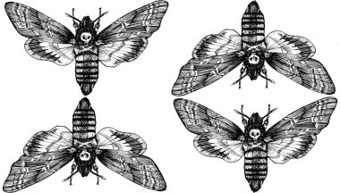 Kusursuz desen. Kelebek Acherontia Acherontia ölü kafa, Adam 'ın kafası. El yapımı siyah beyaz grafikler. Desen