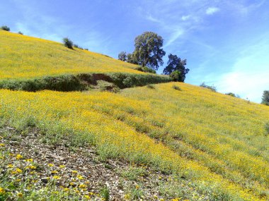 Doğal resim açık havada harika bir resim