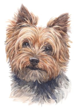 Yorkshire Terrier 001 sulu boya boyama