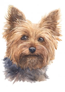 Yorkshire Terrier 002 sulu boya boyama