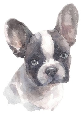 Fransız bulldog 007 sulu boya boyama