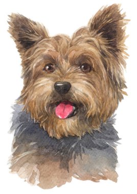Yorkshire Terrier 008 sulu boya boyama
