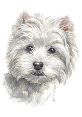 Batı Highland Beyaz Terrier 016 sulu boya boyama